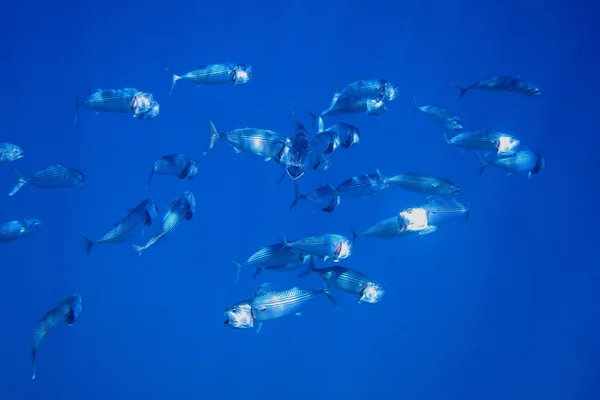 蓝色的水中的许多大嘴巴鲭鱼。 — 图库照片
