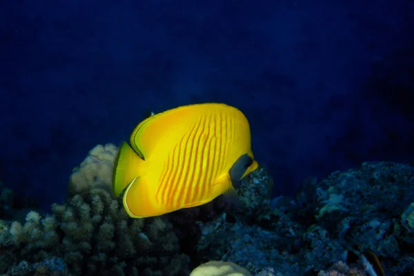 Masques papillon poissons au fond de la mer — Photo