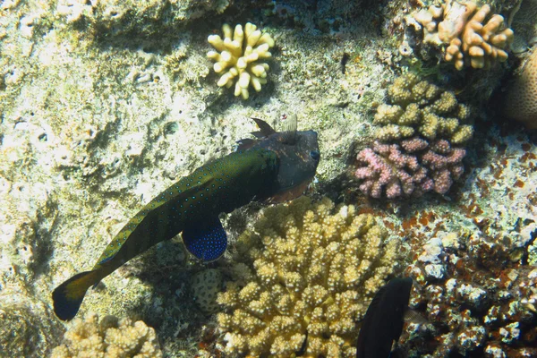 Pavão grouper com pequeno peixe na boca — Fotografia de Stock