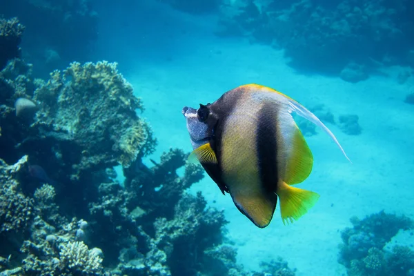 Рыбы-вымпелы Красного моря — стоковое фото