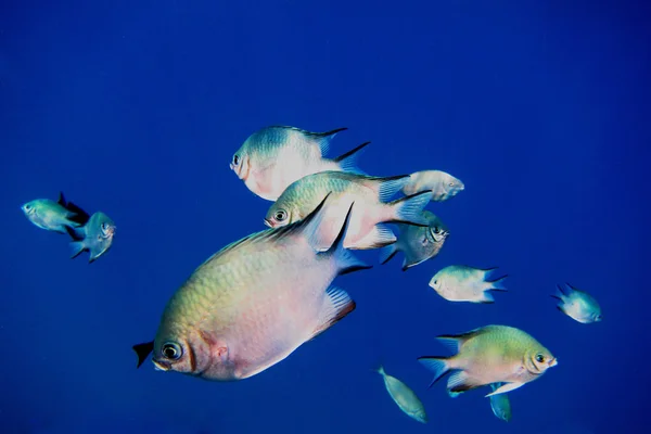 Pequeno peixe prateado no mar azul — Fotografia de Stock