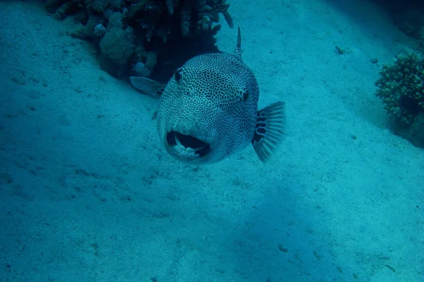 Yıldızlı Pufferfish kameraya bakıyor — Stok fotoğraf
