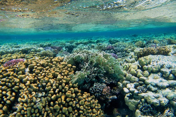 Красивые красочные кораллы — стоковое фото