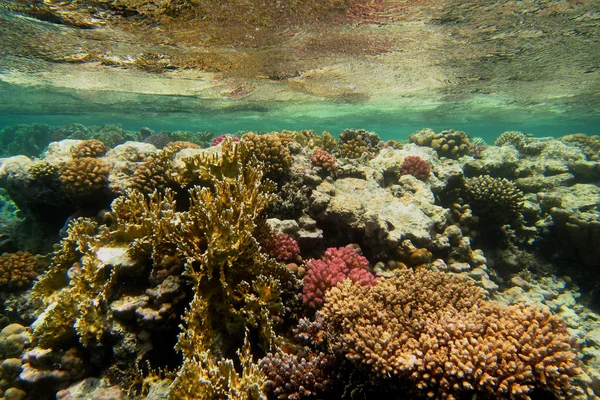 Krásné barevné korálové útesy povrch — Stock fotografie