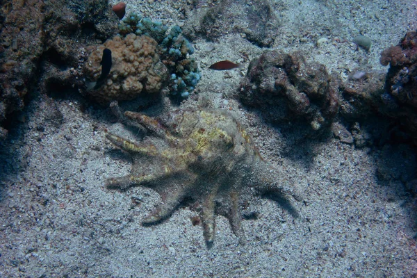 Grande concha no fundo do mar — Fotografia de Stock