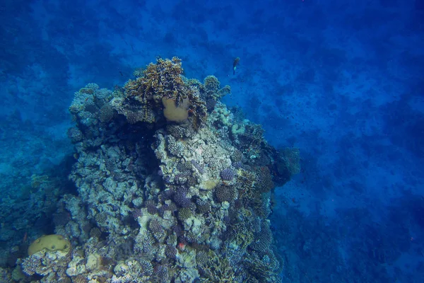 Colorful coral in the deep — Stock Photo, Image