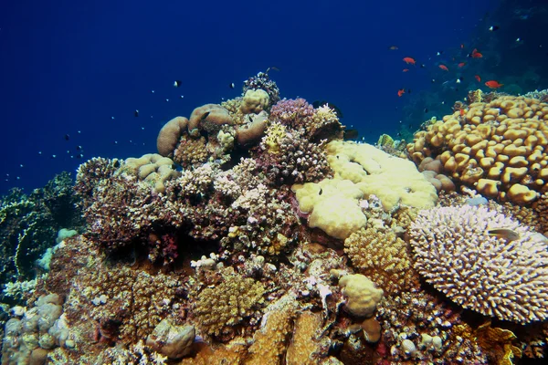 Corallo colorato in vacanze egiziane — Foto Stock