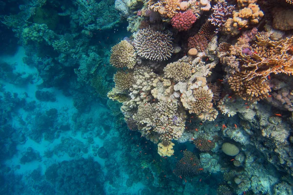 Arrecife de coral colorido y mar azul profundo — Foto de Stock