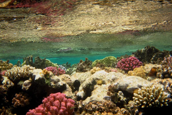 Surface de l'eau corail coloré — Photo