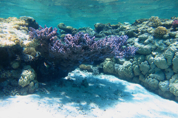 крупный фиолетовый коралл
