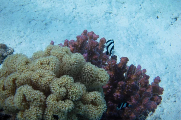 Nádherné jemné korály na moři — Stock fotografie