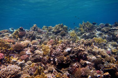 birçok renkli mercan