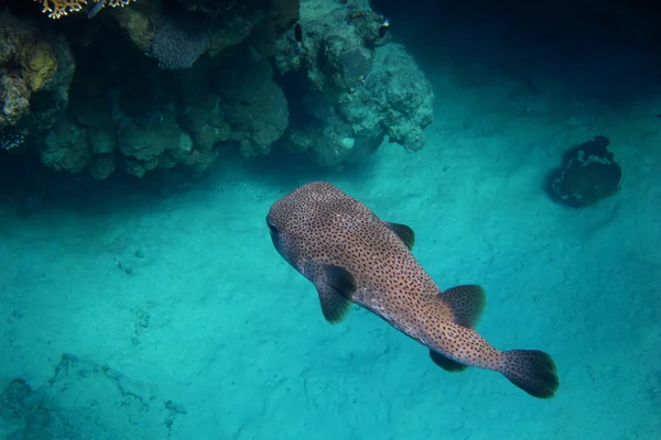 Hedgehog Fish swims — Stock Photo, Image