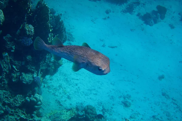 Hedgehog Fish swims in blue sea — Stock Photo, Image