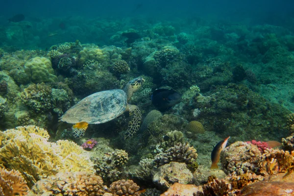 Pequeña tortuga marina — Foto de Stock