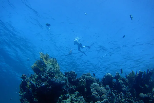 아래에서 snorkelers와 암초 — 스톡 사진