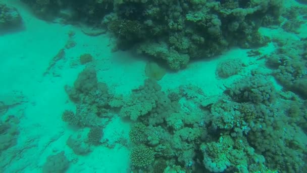Rayos azules en el fondo del mar — Vídeos de Stock