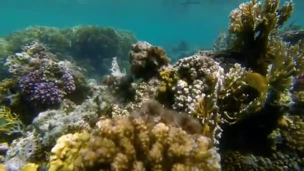 Colorful coral in the clear sea water — Stock Video