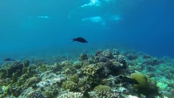 Ψάρια στον κοραλλιογενή ύφαλο με ρεύματα — Αρχείο Βίντεο