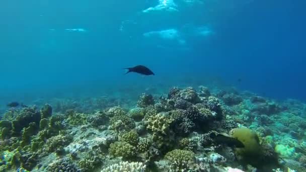 Peixes no recife de coral com correntes — Vídeo de Stock