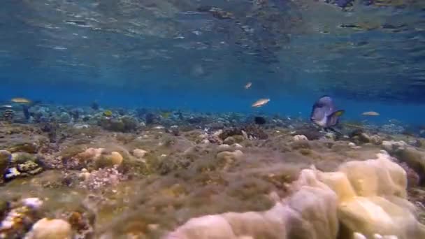 화려한 산호초와 많은 물고기 — 비디오