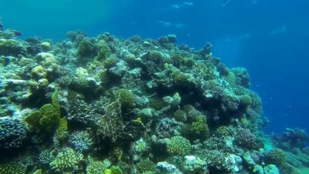 Πολύχρωμο μεγάλο κοραλλιογενή ύφαλο — Αρχείο Βίντεο