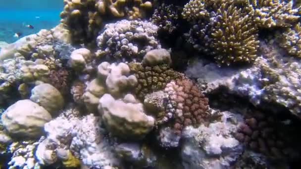Colorido arrecife de coral en el mar rojo — Vídeo de stock
