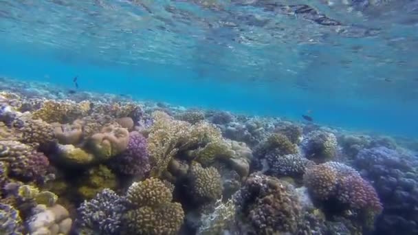Colorful coral reef — Stock Video