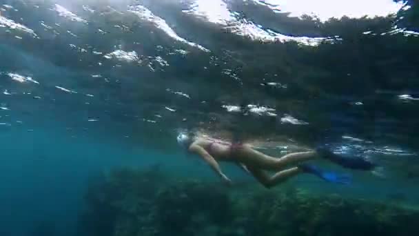 Bikini rosa donna snorkeling — Video Stock