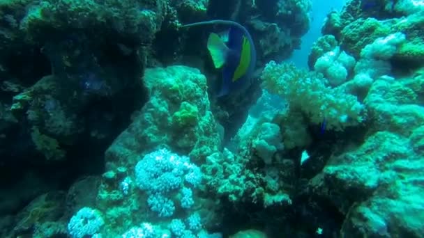 Grande Angelfish no recife de coral — Vídeo de Stock