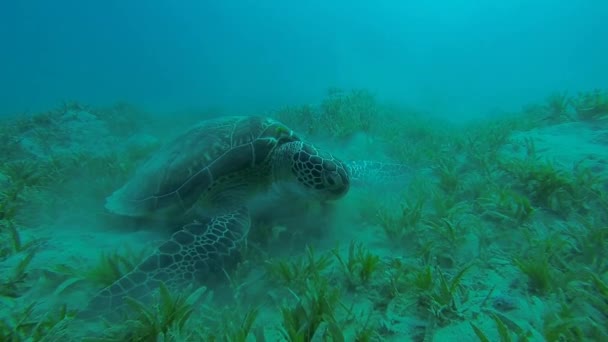 Große Falkenschildkröte frisst Zeitlupe — Stockvideo