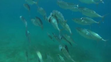 Koca ağızlı uskumru sığ sularda