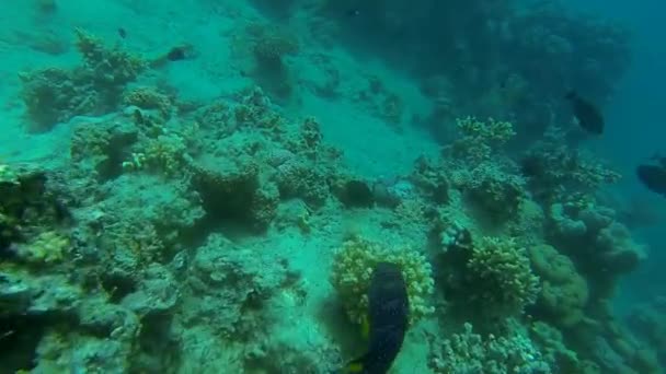 Garoupa pavão no mar — Vídeo de Stock