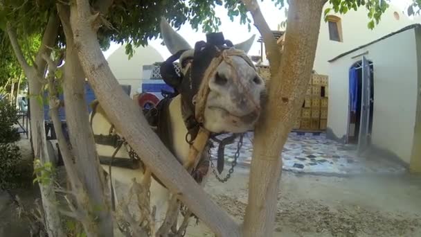 Keledai di Mesir — Stok Video