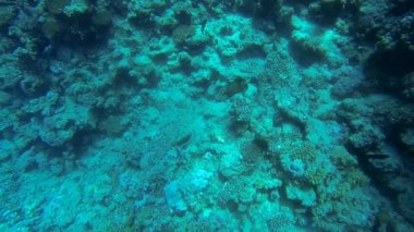 Yeşil Triggerfish deniz dibinin üzerinde