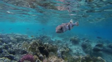 kirpi balığı closeup ağır çekim