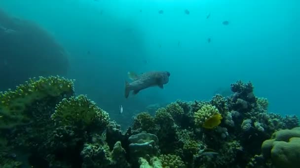 Peixe de porco-espinho e Filefish o recife — Vídeo de Stock