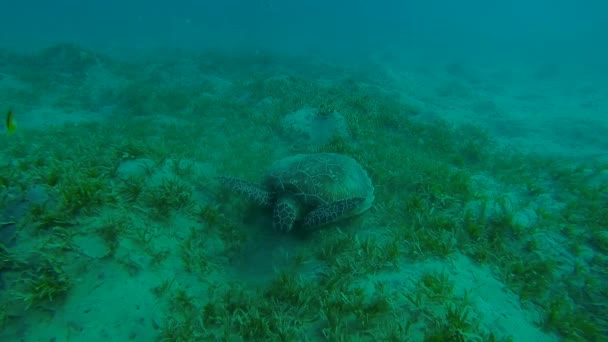 Hawksbill tartaruga mentre si mangia sul fondo del mare — Video Stock