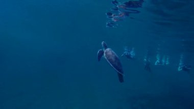hawksbill kaplumbağa nefes ile birçok snorkelers