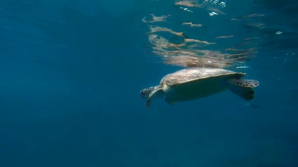 Tortuga carey al respirar muchos snorkelers Slow Motion — Vídeos de Stock
