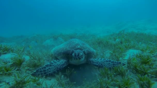 Tortuga carey come algas marinas en cámara lenta — Vídeo de stock
