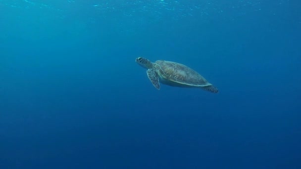 スローモーションで泳ぐウミガメ — ストック動画