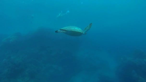 Karettsköldpaddan på house reef — Stockvideo