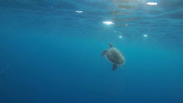 Tortuga marina con sol — Vídeo de stock