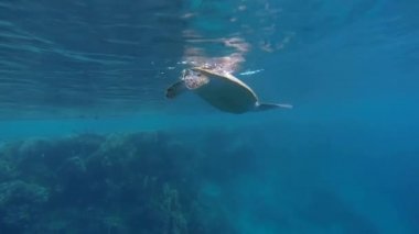 hawksbill kaplumbağa yüzen ve yüzer