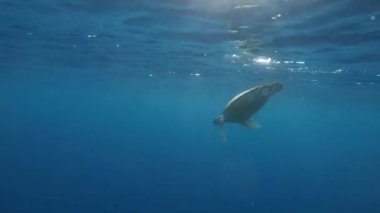 hawksbill kaplumbağa yüzeyi güneş ile