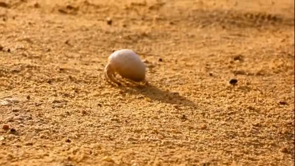 Hermit crab running on a sandy beach — Stock Video