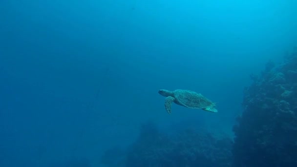 Lille hawksbill skildpadde på rev – Stock-video