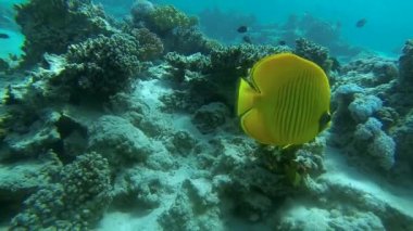 bluecheek butterflyfish Resifi'nde yüzen