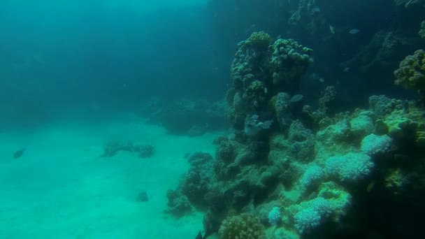 Álarcos gömbhal úszik — Stock videók